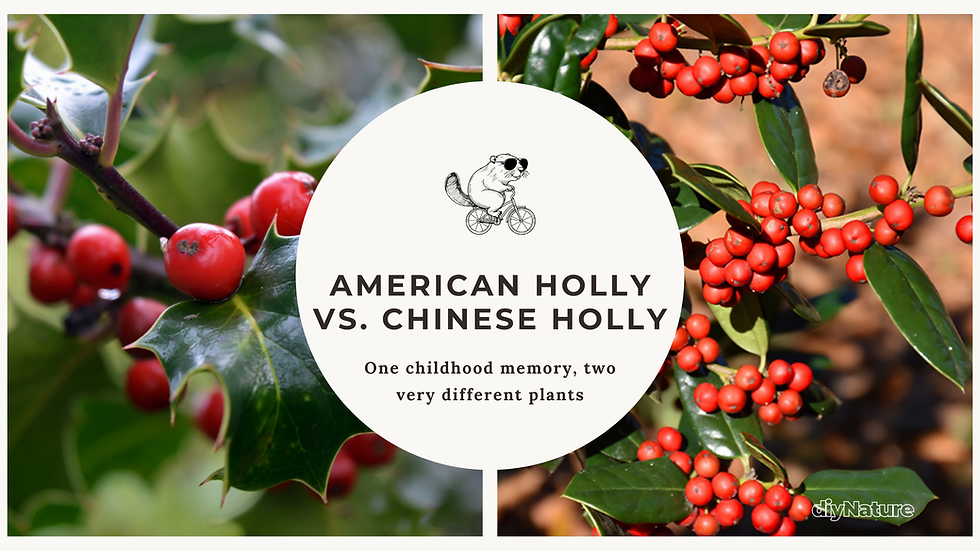 American Holly vs. Chinese Holly
