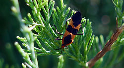 Large Milkweed Bug