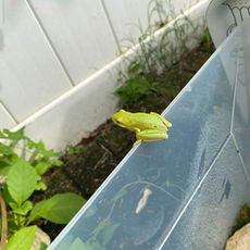 Green tree frog jumping off of a plastic crate.