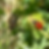ladybug, larva and adult
