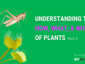 How Plants Grow: From Seeds to Nature’s Oddities
