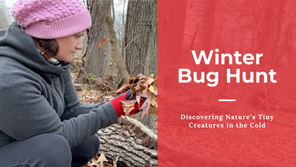 looking through the fallen leaves in winter