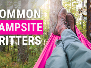 Common Campsite Critters