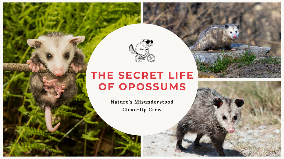 The Secret Life of Opossums – Nature’s Misunderstood Clean-Up Crew