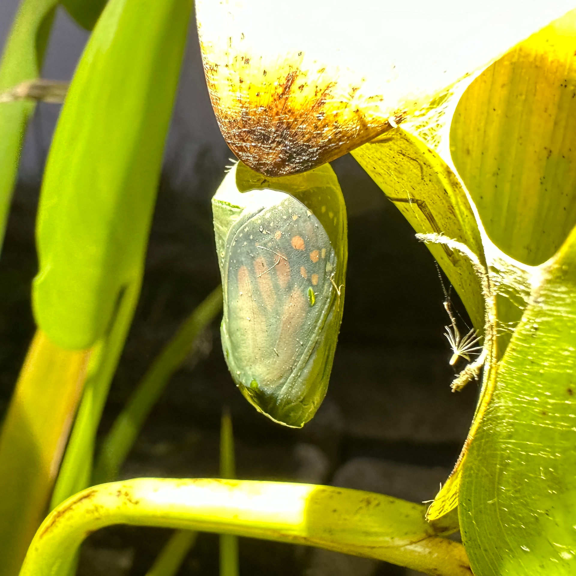 Monarch Butterfly Chrysalis 
