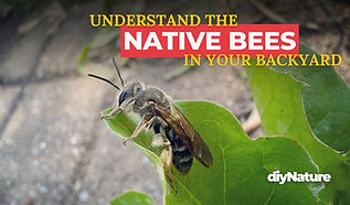 How to create a bee friendly garden.jpg