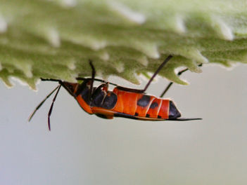 Large Milkweed Bug