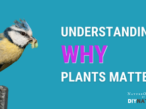 Why Do We Need Plants?