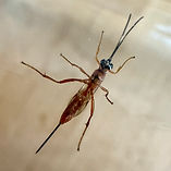 IMG_3298.jpeg