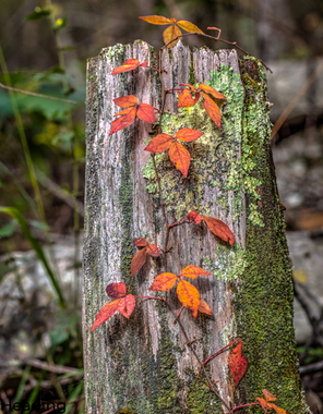 Deciduous Plant - Poison Ivy in autumn