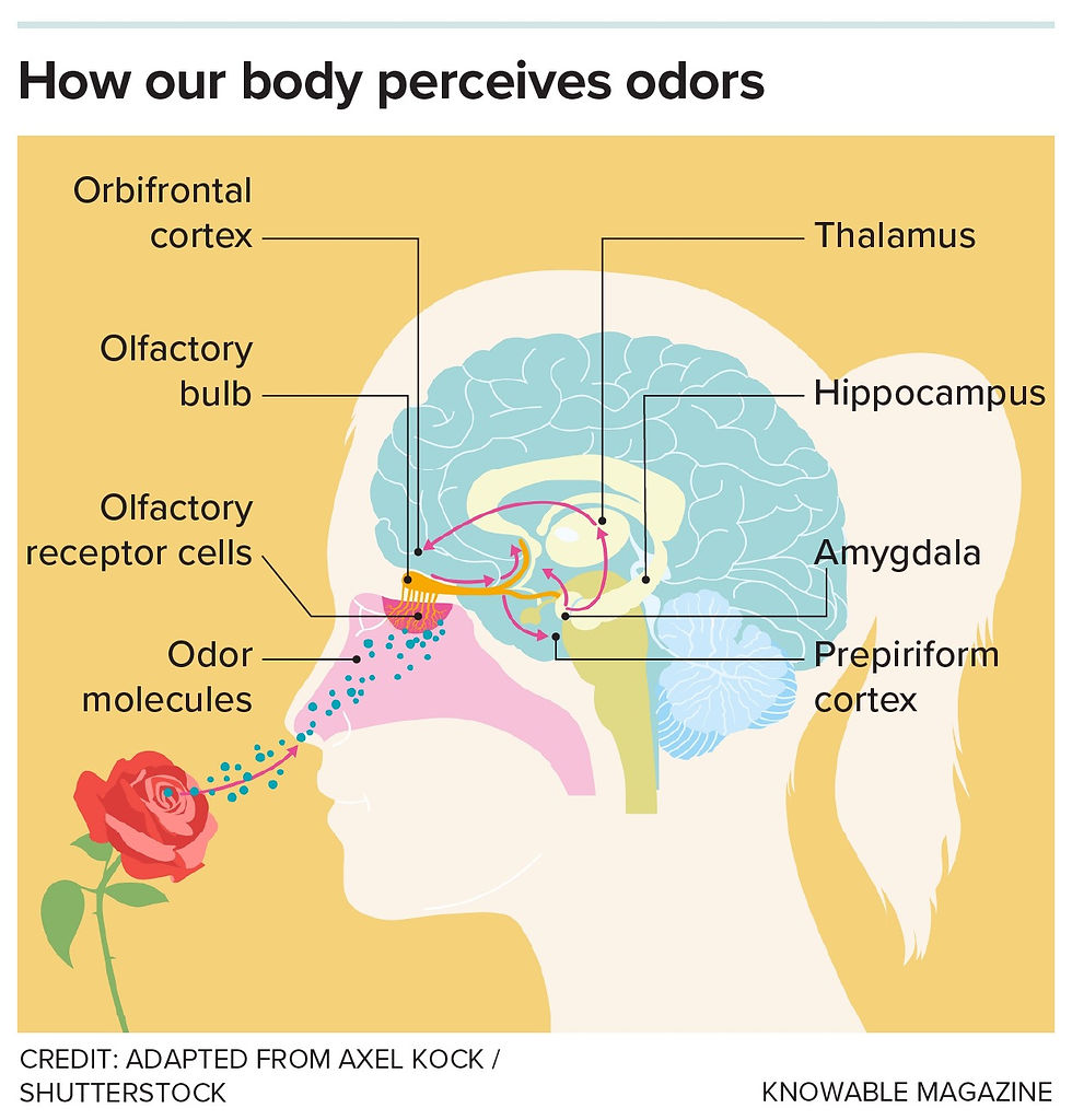 Our Sense of Smell Is Amazing