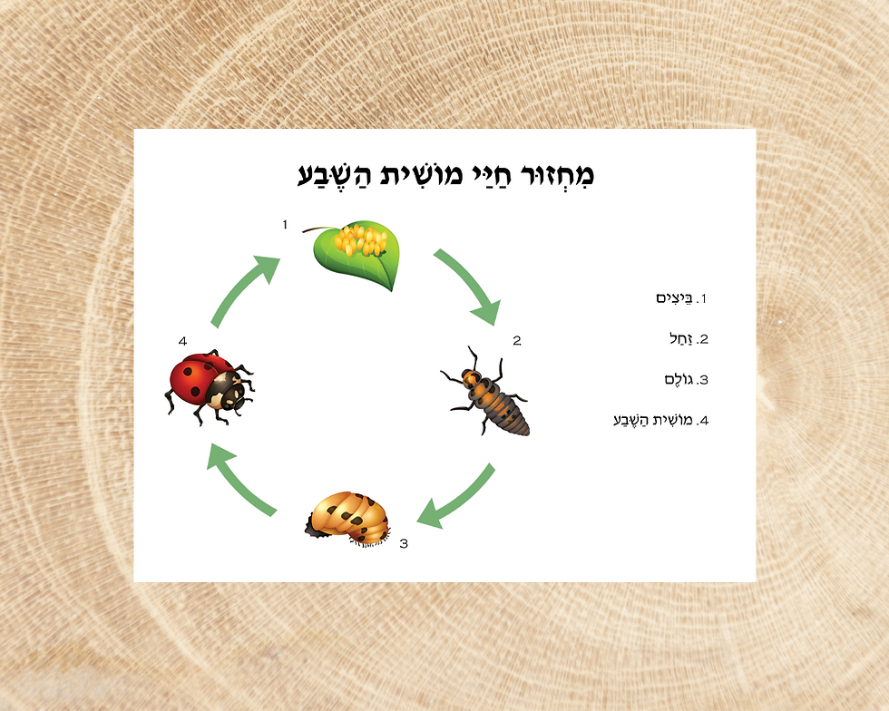 תמונה ממוזערת: מחזור חיי מושית השבעה כולל הסברים