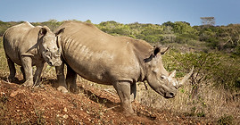 rhino conservation.jpg