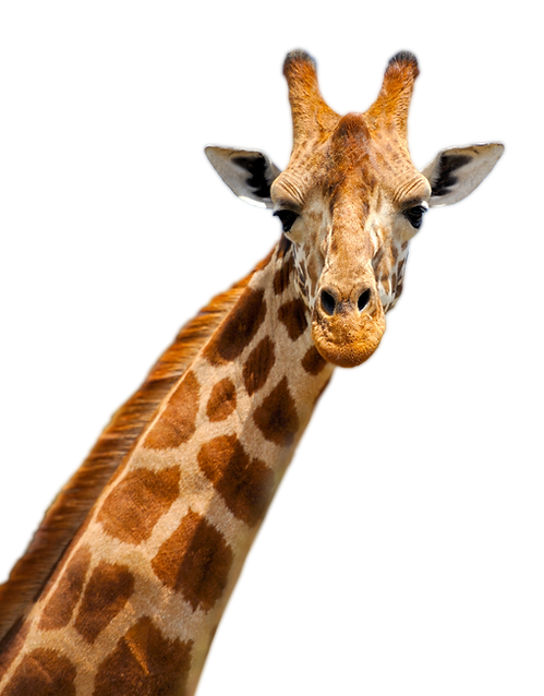 Licensed giraffe with blur.png