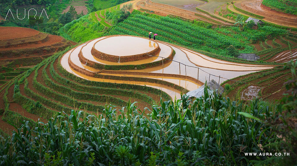 Investir dans l'avenir de l'agriculture : Aura Solution Company Limited