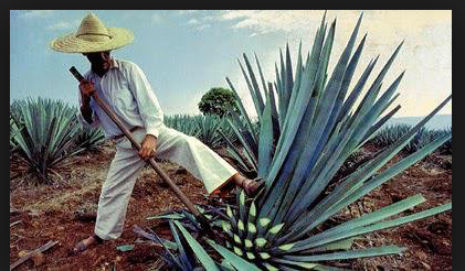One word.  Tequila!
