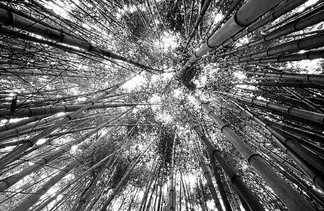 Bamboos the sky is the limit_Profound_ed