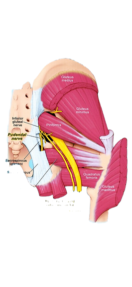 Pudendal nerve | Pudendus zenuw