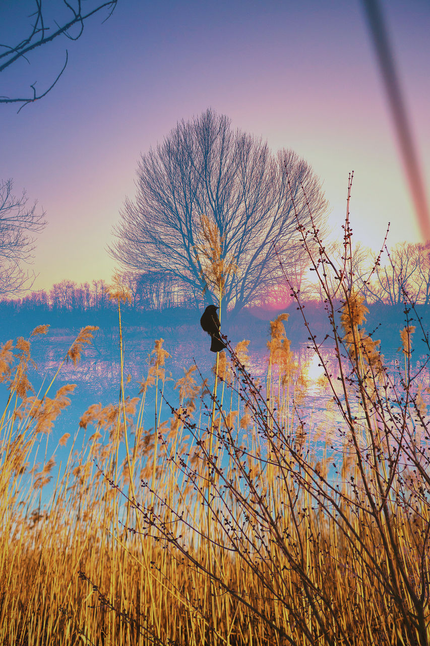 bird on high grass with a patch behind.