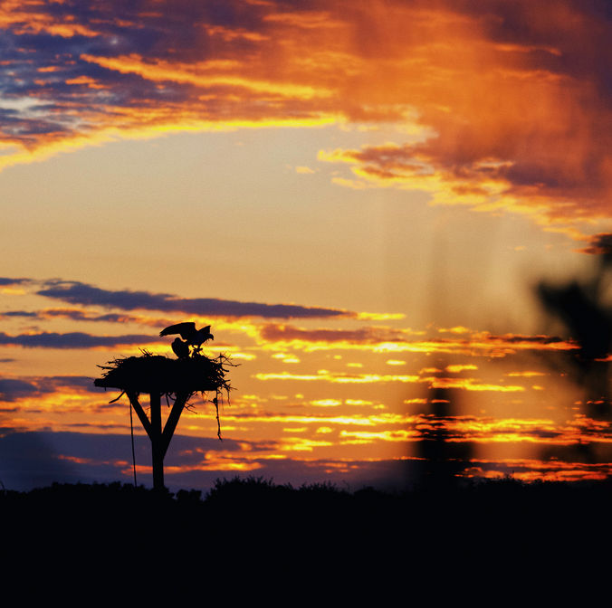 silhouette of osprey taking flight at sunrise.