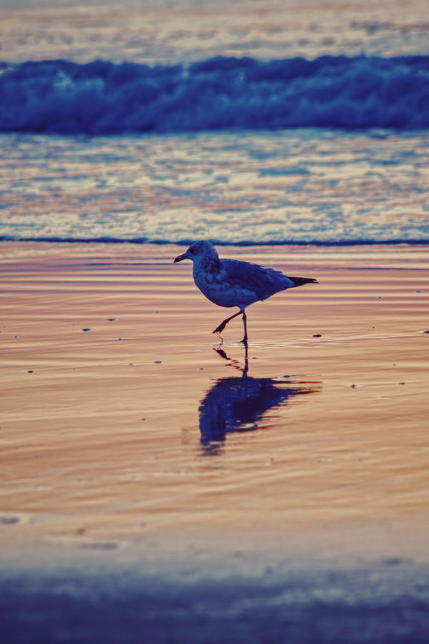 seagull walking across beach.