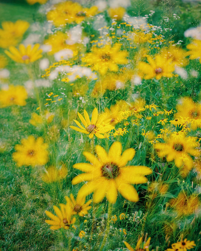 multi exposed shot of daisies up close and far.