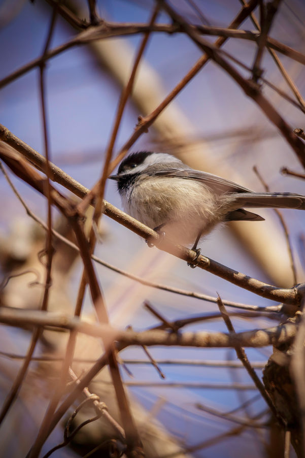 black capped chickadee perched on branch.