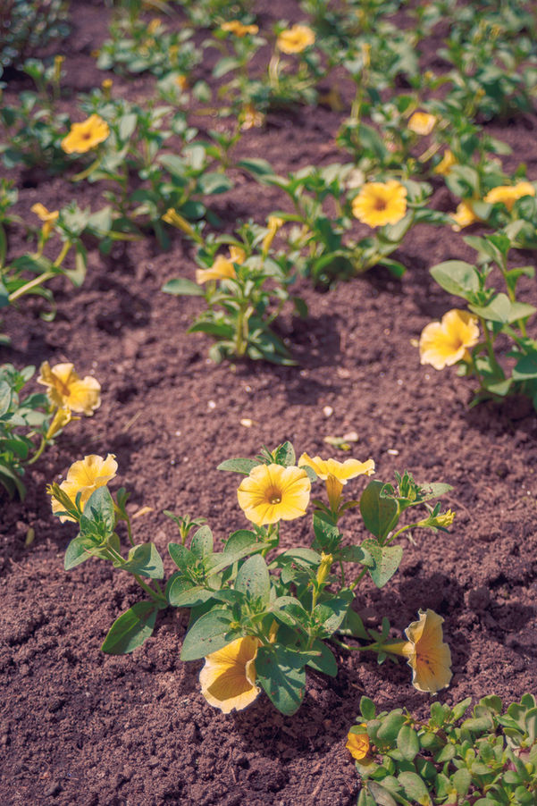 Petunia's planted in the dirt. 