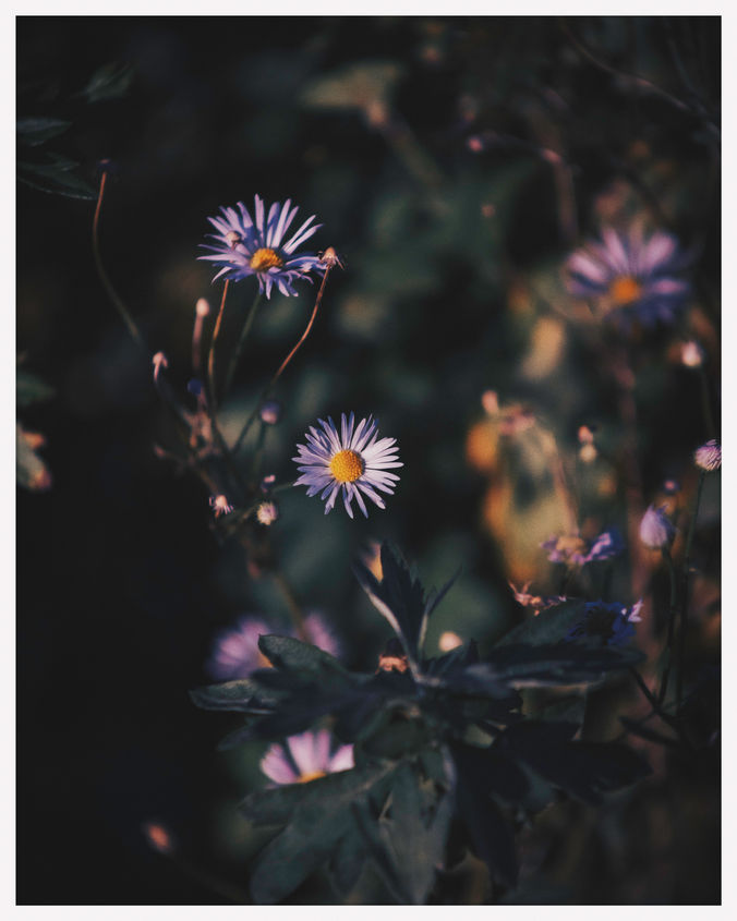 white pedal flowers with yellow middle. 