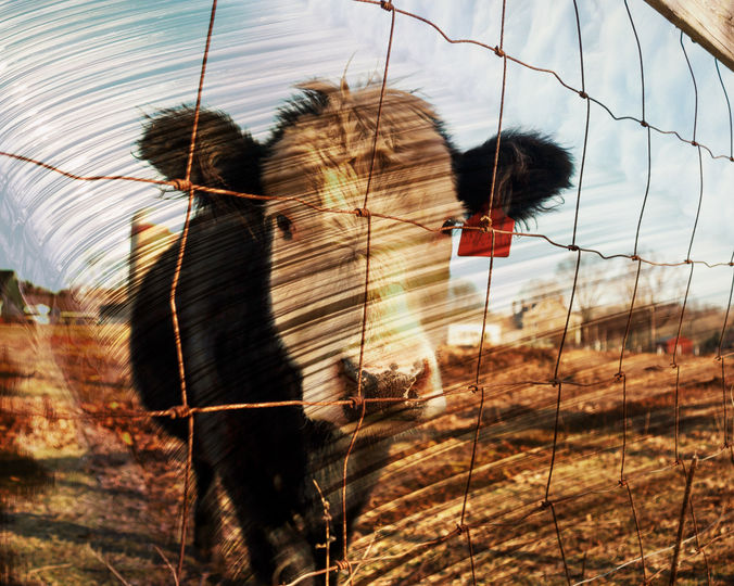 cow next to wire fence.