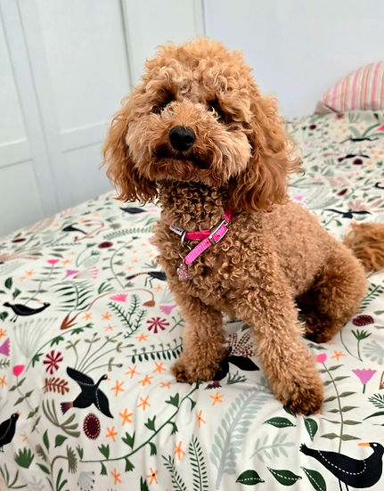 Lyla on the bed.jpg