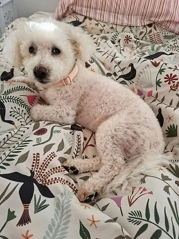 Monty on the bed.jpg