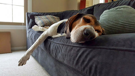 Dog/house sitting