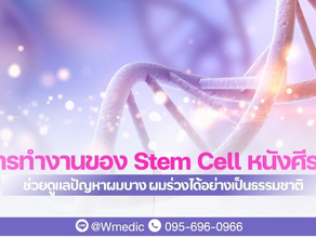 𝗦𝘁𝗲𝗺 𝗖𝗲𝗹𝗹 หนังศีรษะ คืออะไร