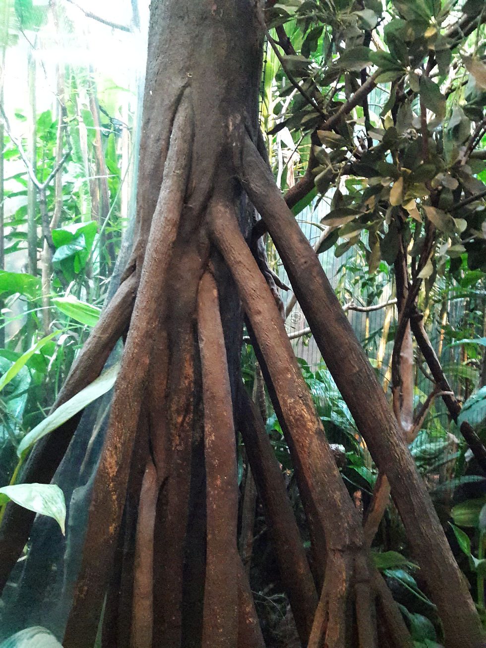 tree