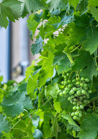 Les raisins profitent du soleil aux Marroux à Bouvières