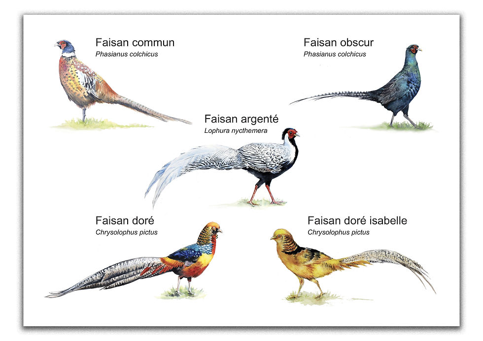 Panneau Faisans Illustrations naturalistes pour le Parc Animalier de Gramat