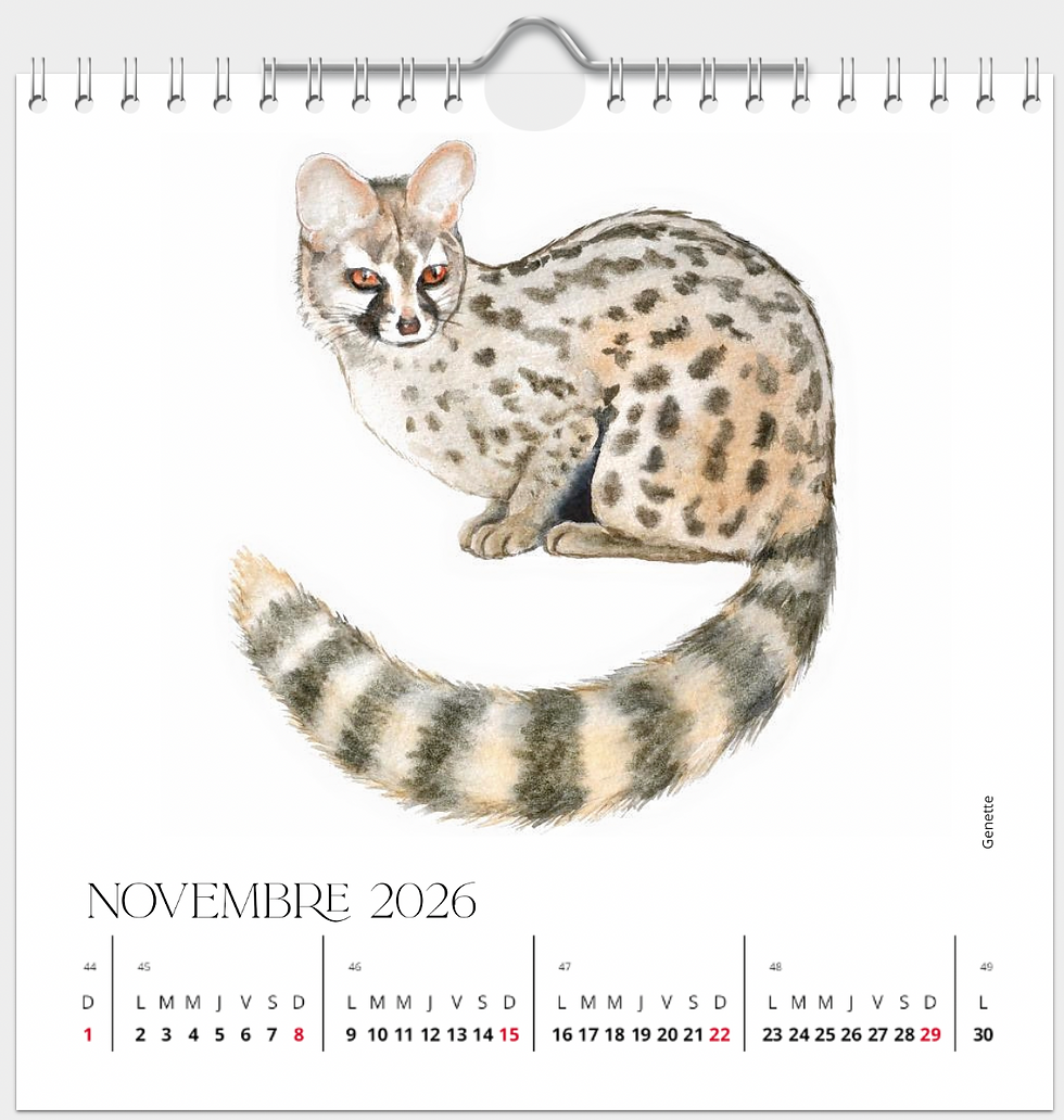 Miniature : Calendrier 2026 - "Illustrations"