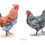 Miniature : Illustration naturaliste Volaille "Marans"