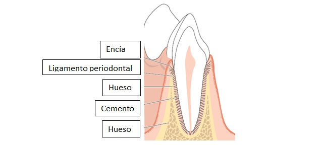 tejidos de soporte de los dientes
