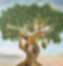 olive tree_edited.jpg