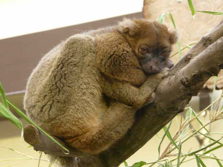 Elucidating Conservational Strategies to Rescue the Greater Bamboo Lemurs: Part 1