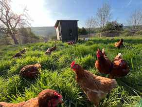 What's been happening on the farm