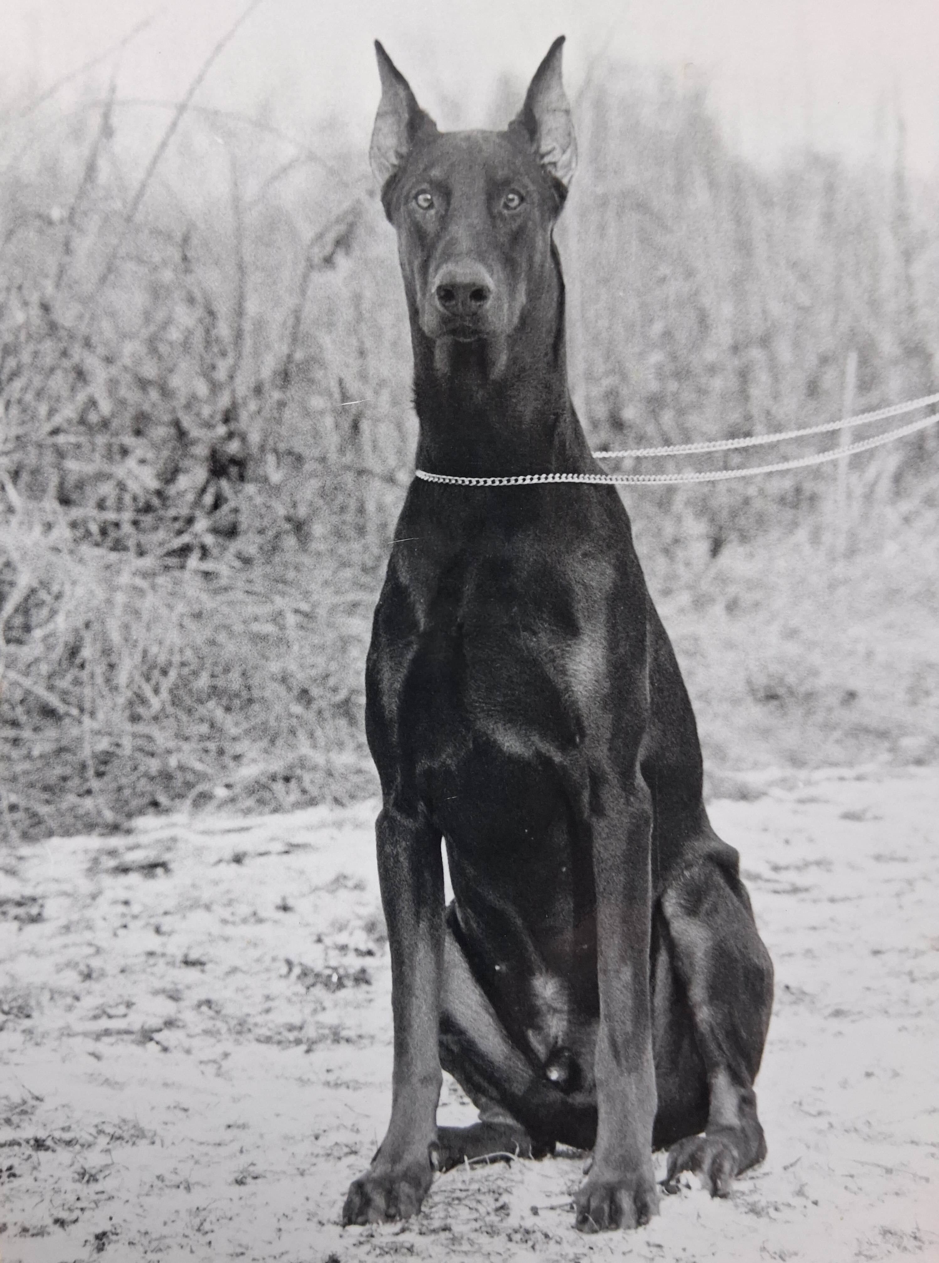 Orpheus von Eschenhof - ZTP 1A - SchH 3 - IPO 3.jpg