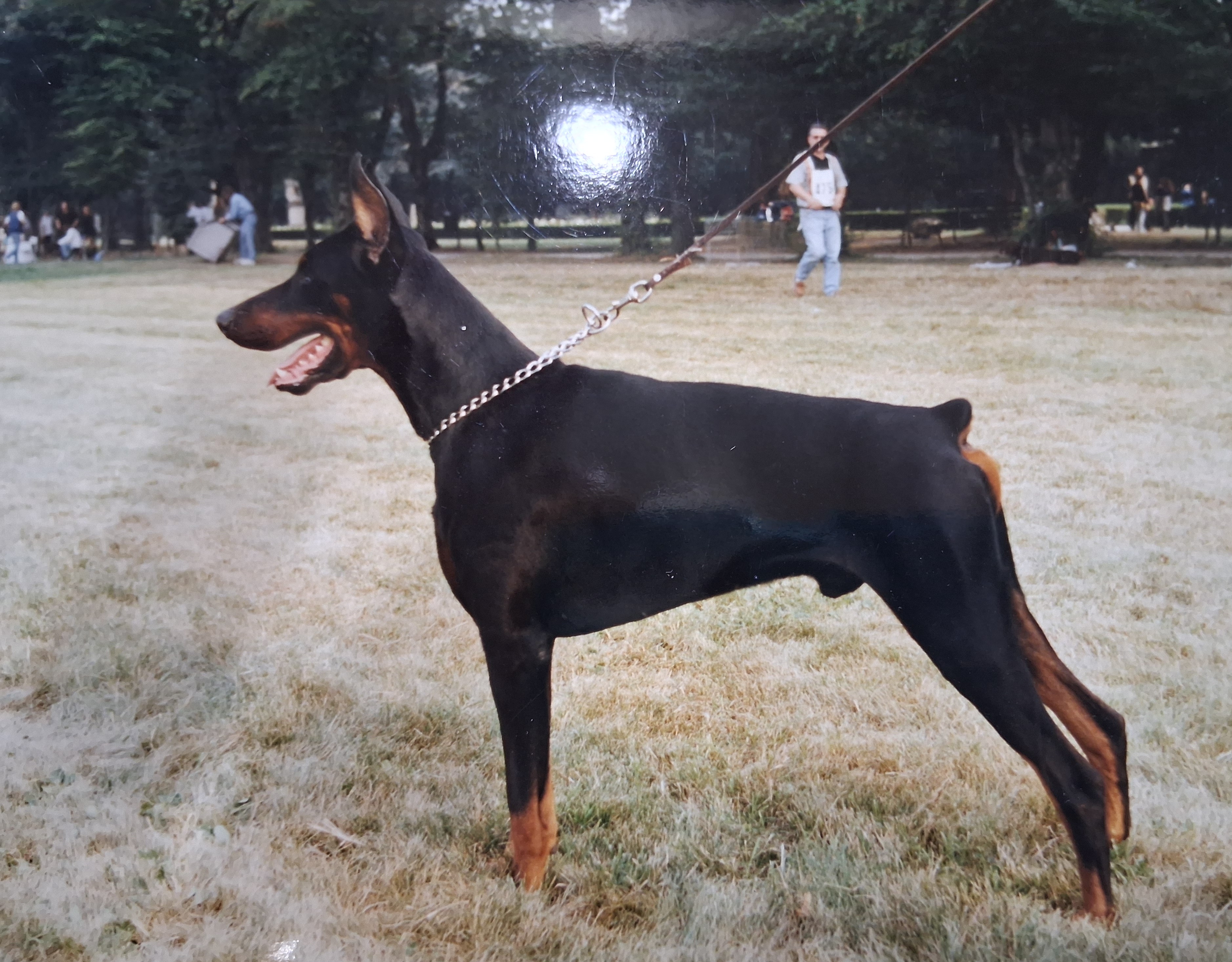 Fedele del Littorio - CH