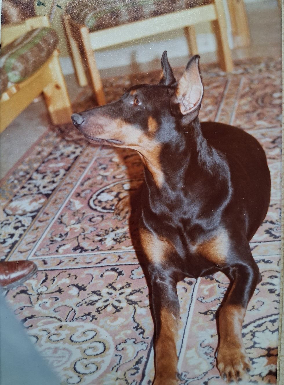 Erica vom Ferrolheim - 4 months old