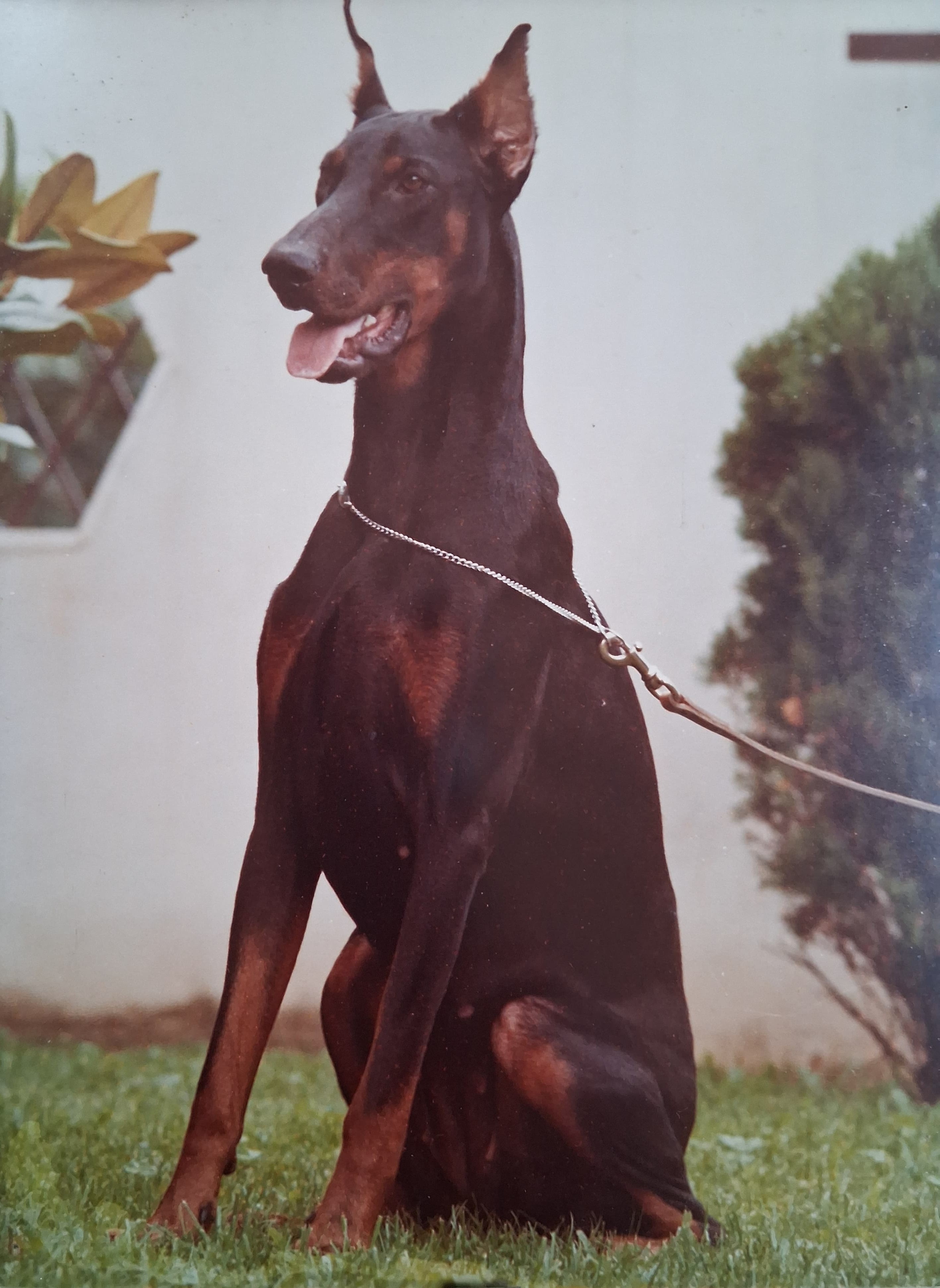 Liberty del Littorio - DV Sieger - Italia CH -AIAD CH - Int. CH - ZTP 1A - SchH 2.jpg