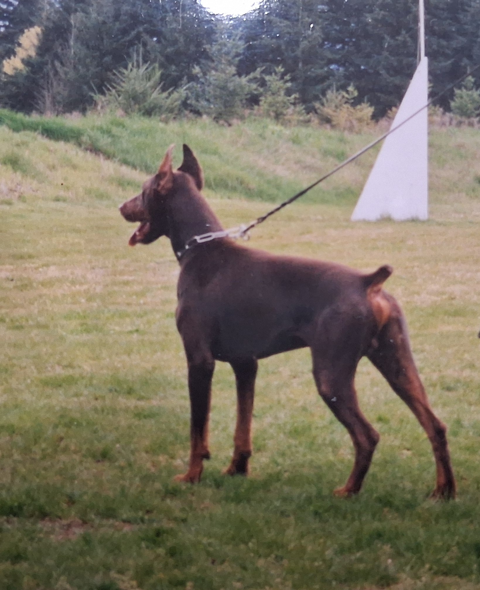 Edelgraf del Littorio