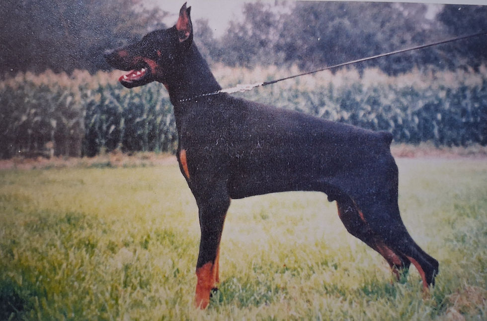 Ioab Iabes del Littorio - CH