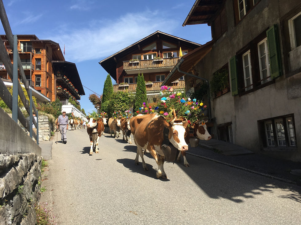 Alpabzug - where tradition meets nature